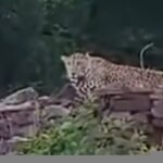 स्टेडियम के पास रोड पर घूमते मिला मगरमच्छ, नरवर रोड पर तेंदुआ हुआ मोबाइल में क्लिक